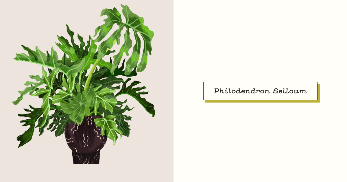 Philodendron Selloum: Plant Care Guide