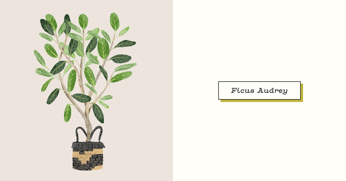 Ficus Audrey: Plant Care Guide