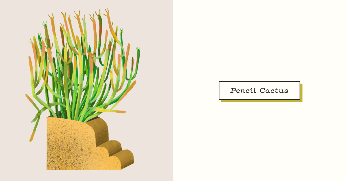 Pencil Cactus: Plant Care Guide