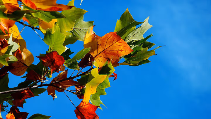 Flourish Fall Colors Walk & Fellowship Time ~ Sept 28th