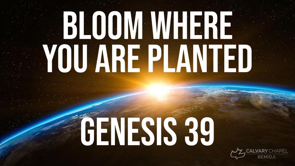 Bloom Where You are Planted