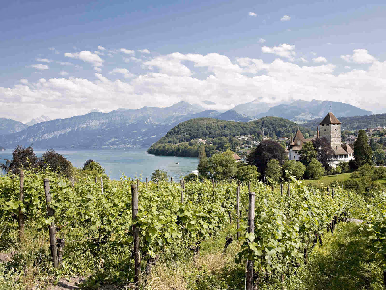 Weinberg in Spiez mit Aussicht auf die Spiezer Bucht am Thunersee