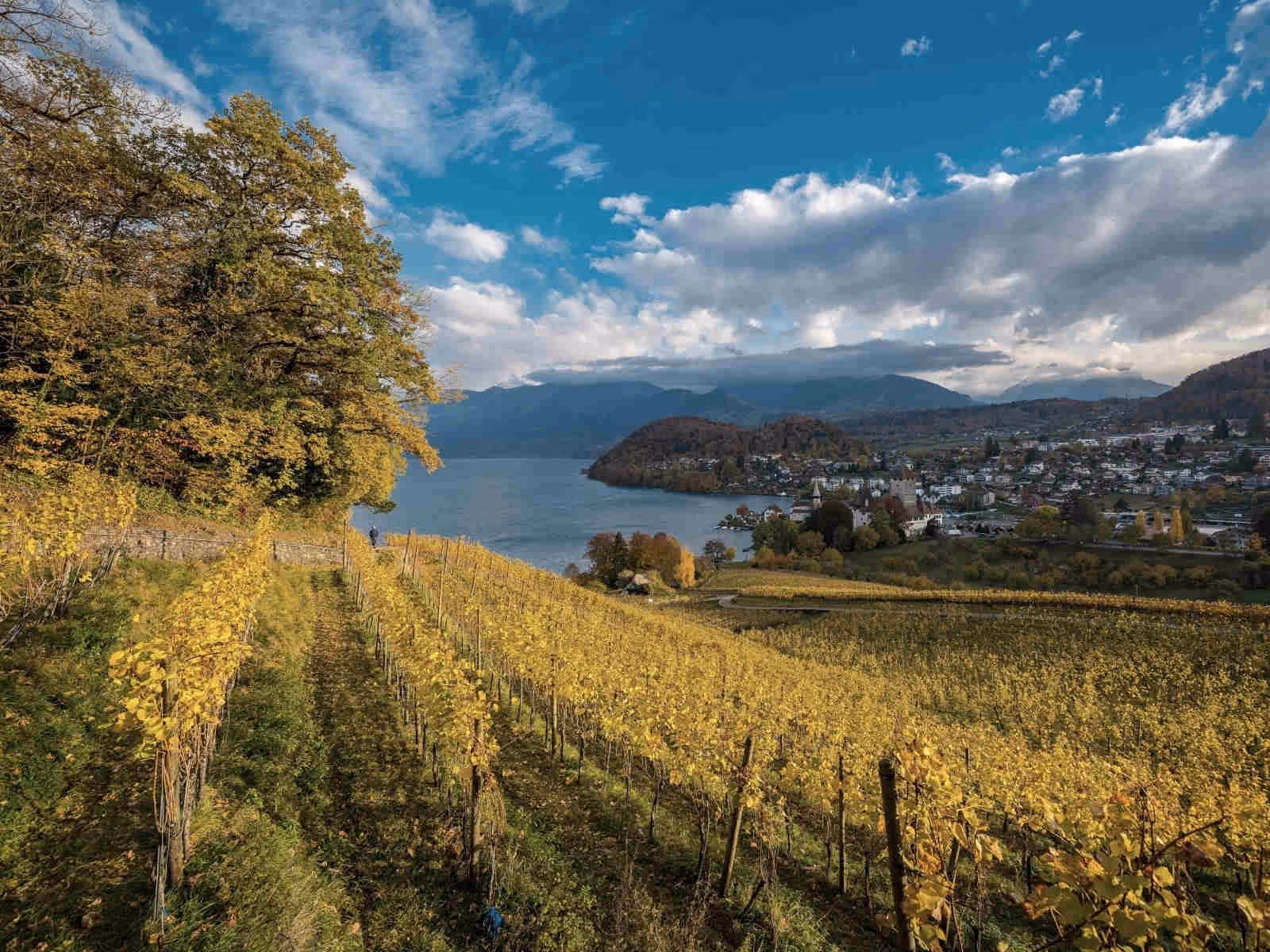 Vineyard, view of Spiez