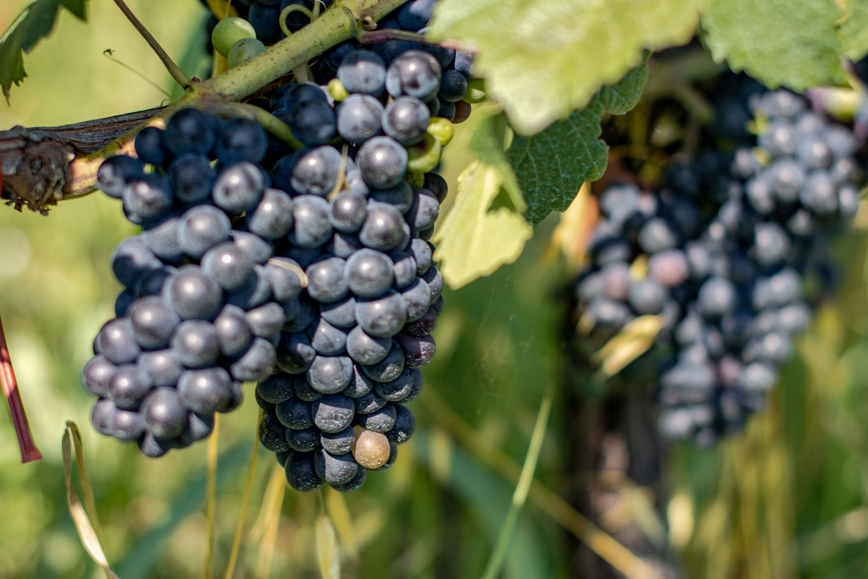 Red grapes