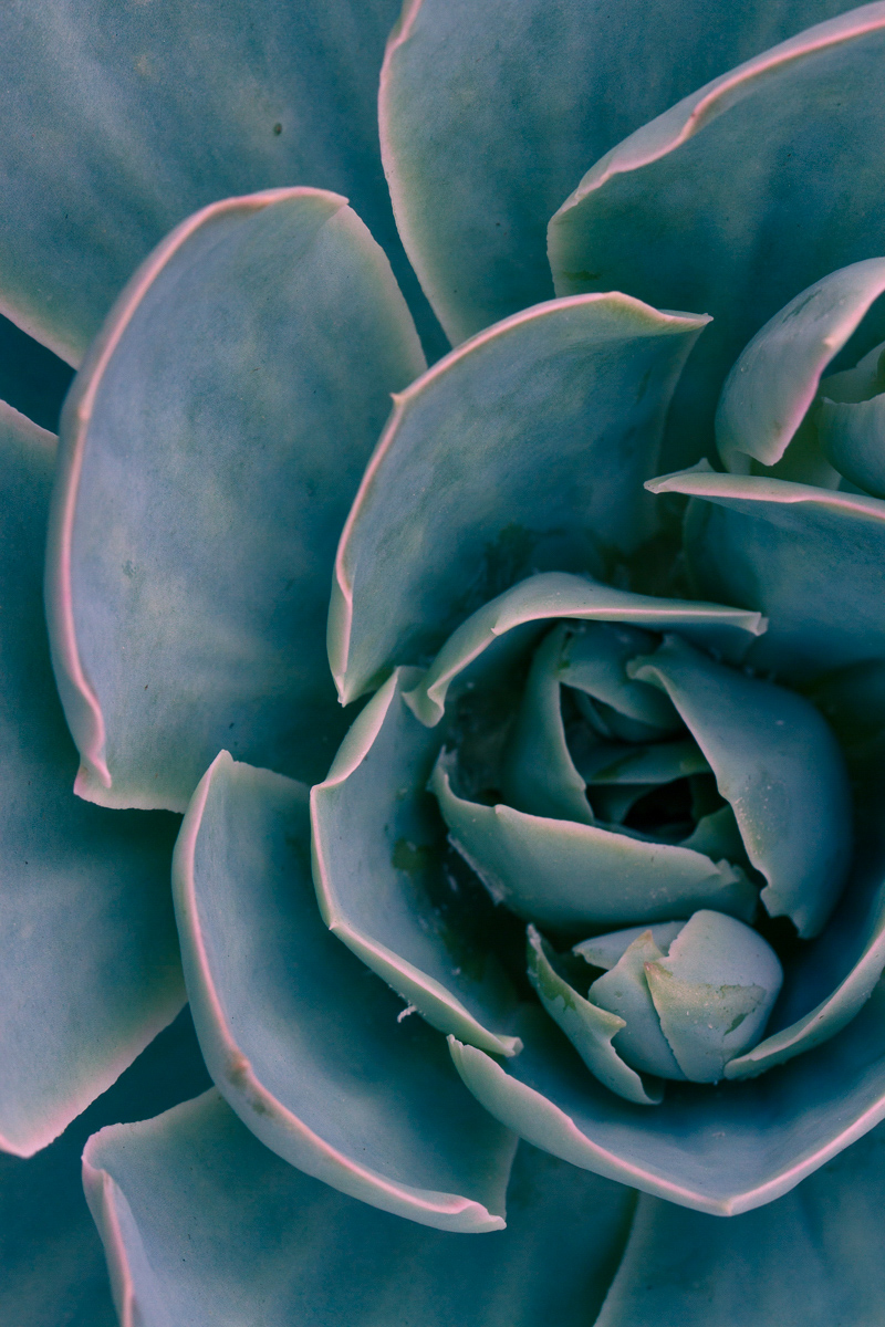 Close up of succulent leaves