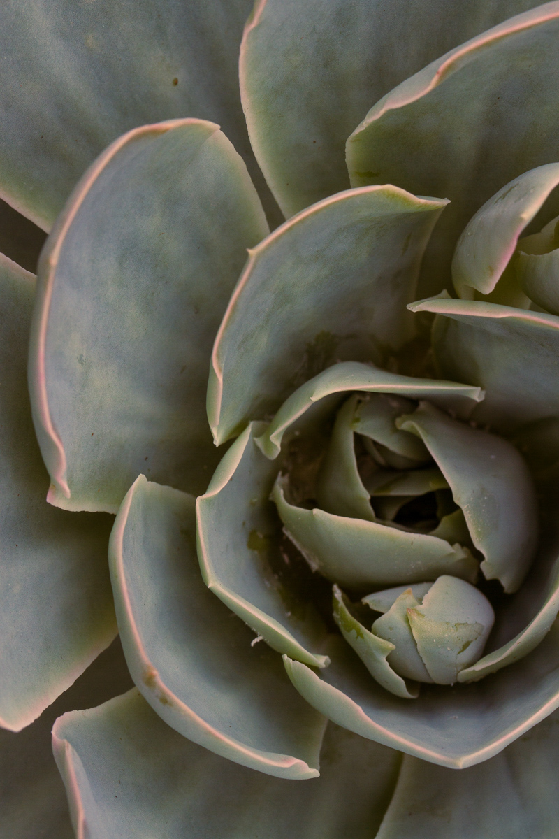 Macro shot of succulent leaves with enhanced orange tones