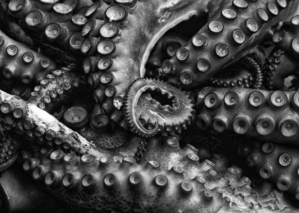 Patterns and texture created by octopus tentacles