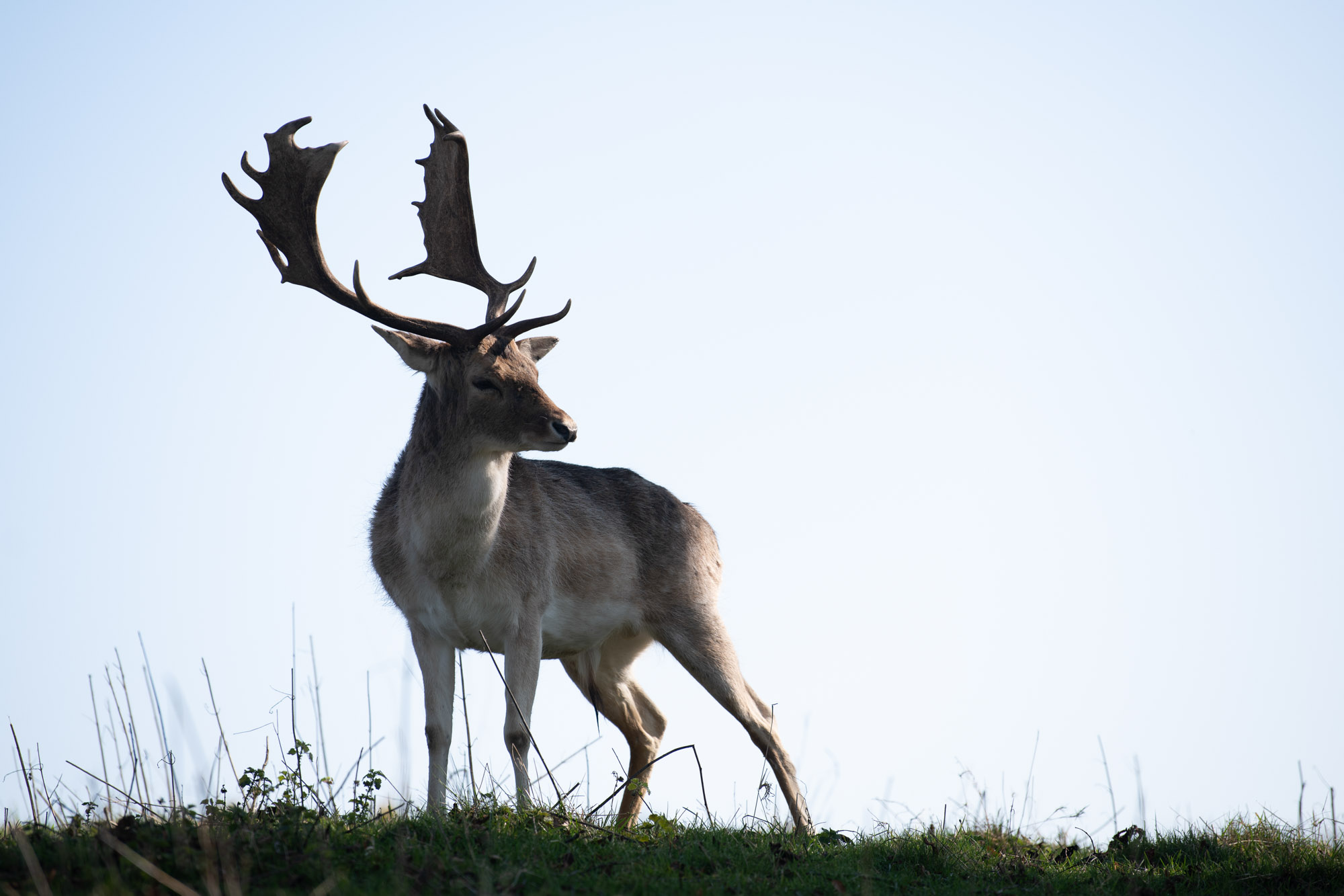 RAW photo of a deer against a blue sky background