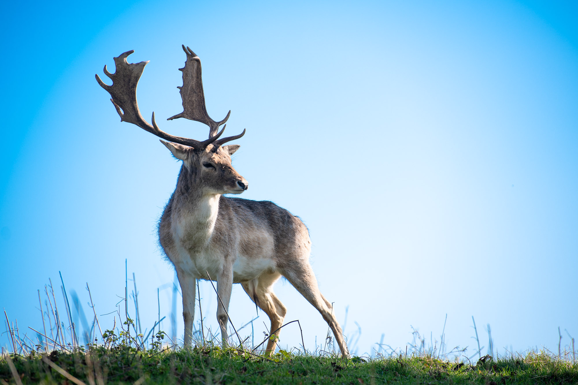 Imag of a deer against a blue sky in RAW file format with increased contrast and saturation