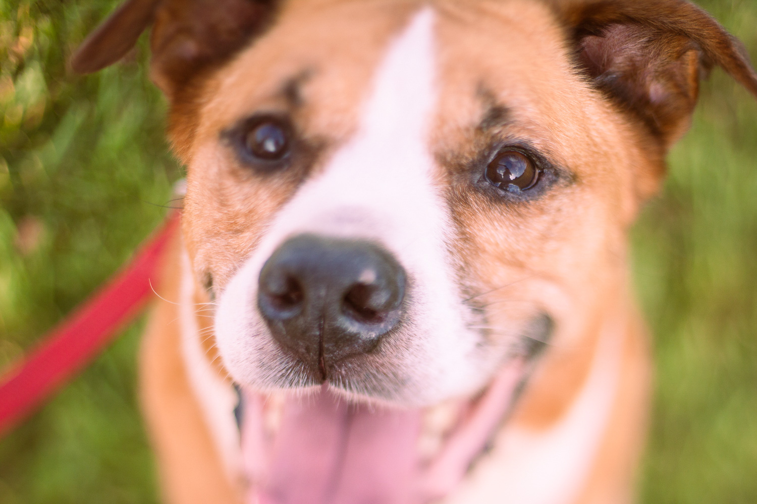 Portrait of a dog with the split toning effect applied