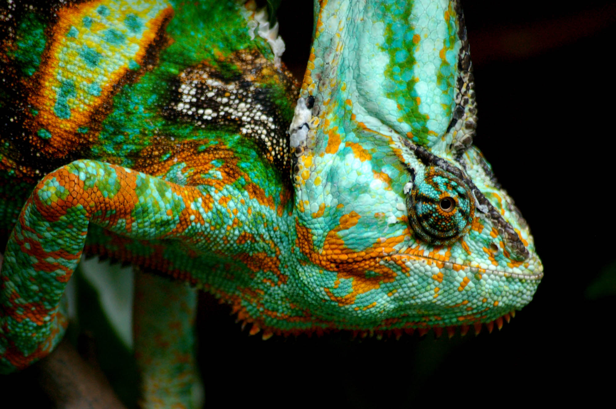 Close up of a chameleon