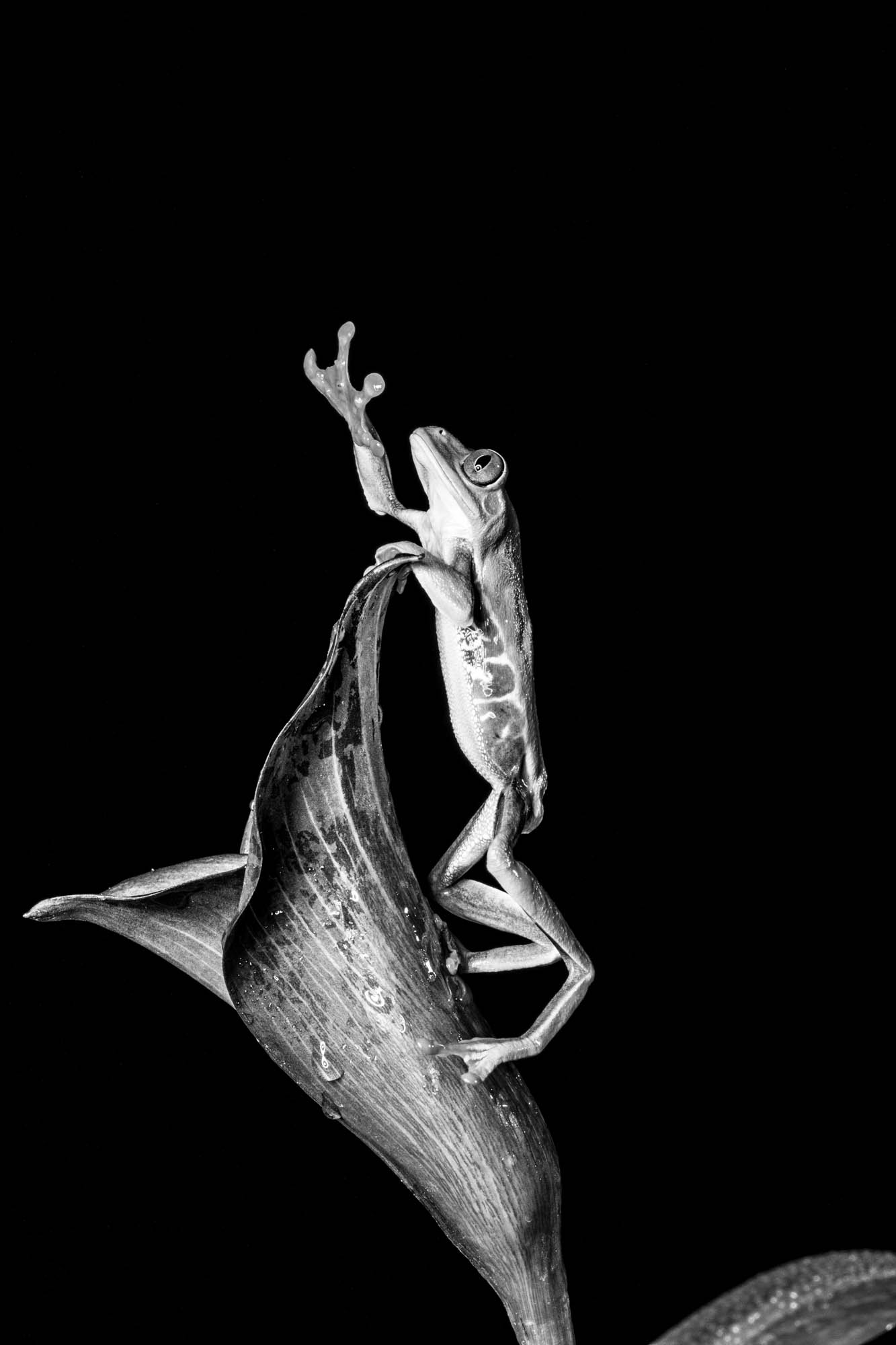 Tree Frog reaching out for the stars on top of a Calla Lily