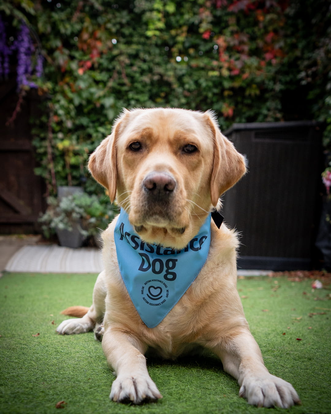 The Autism Assistance Dogs Charity