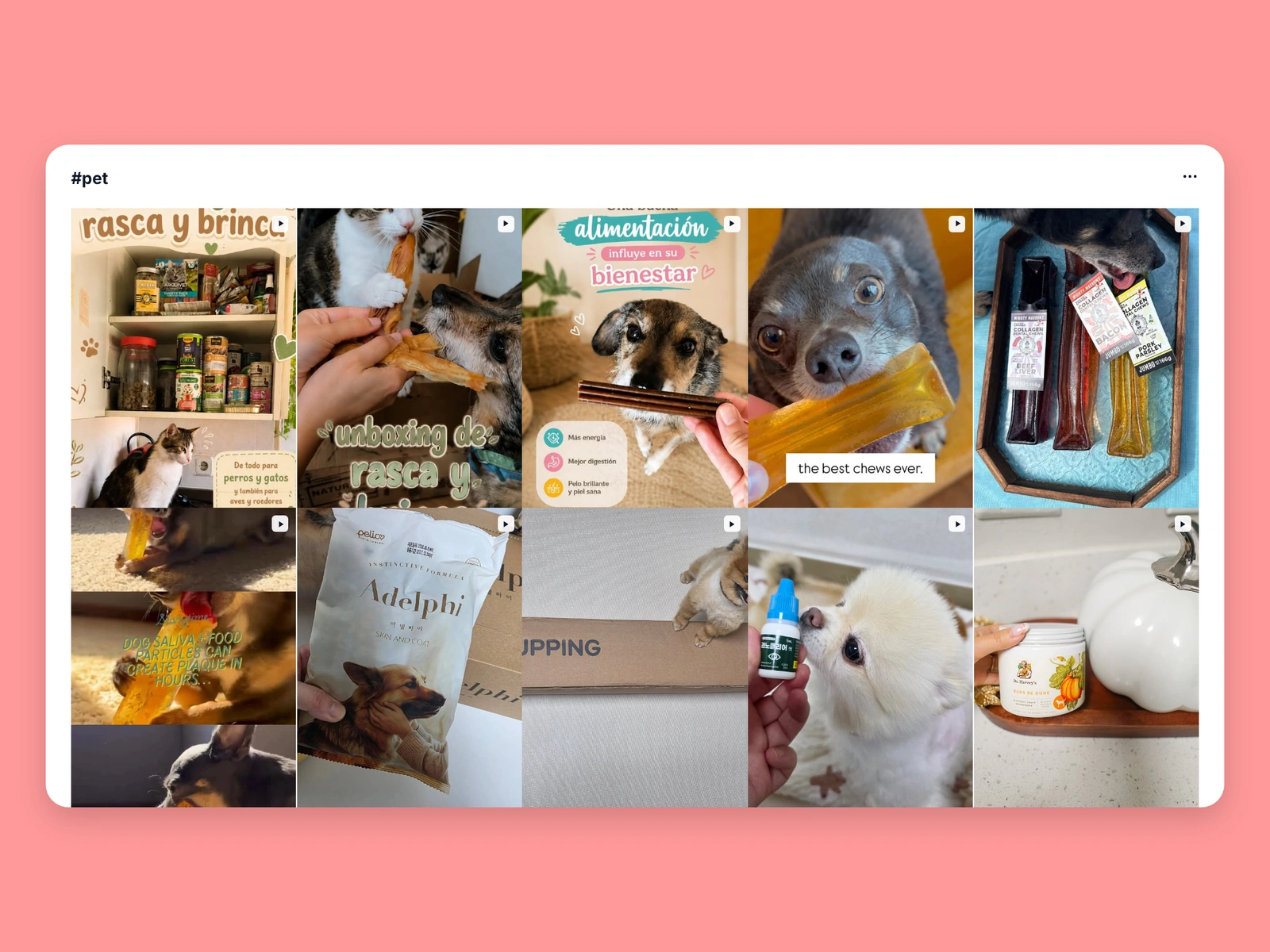 Instagram hashtag results for pet content