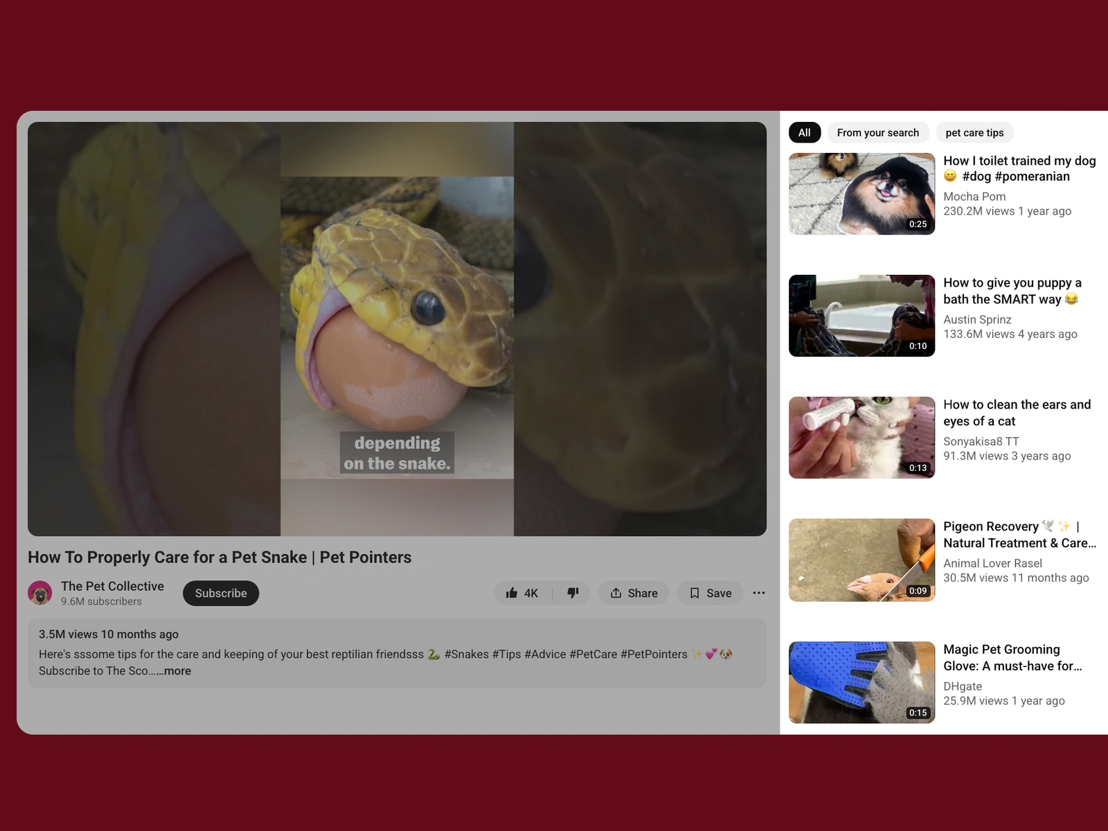 YouTube recommended videos beside a pet video