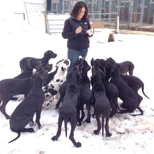 Great Danes eating Breakfast