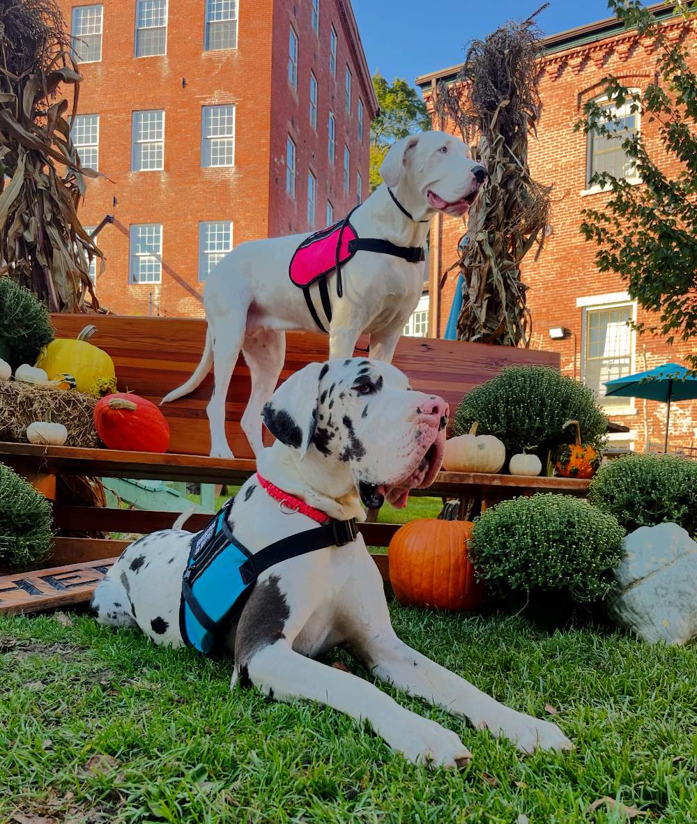 Two Danes in the Fall 