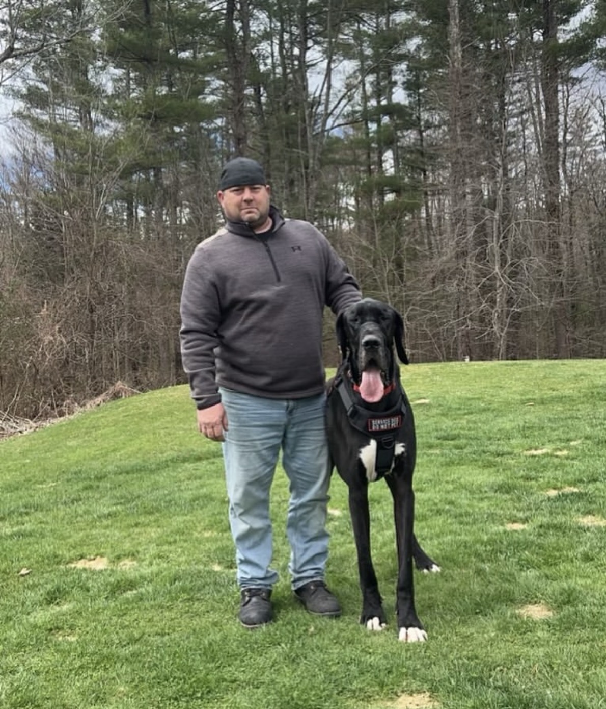 A Great Dane Service Dog