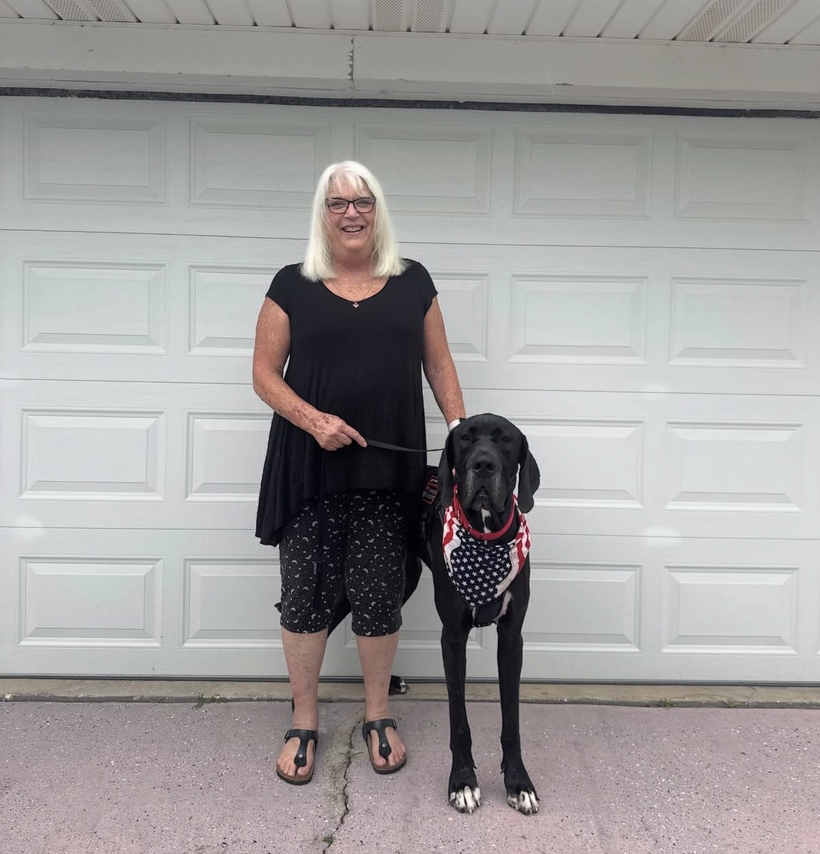A Great Dane Service Dog