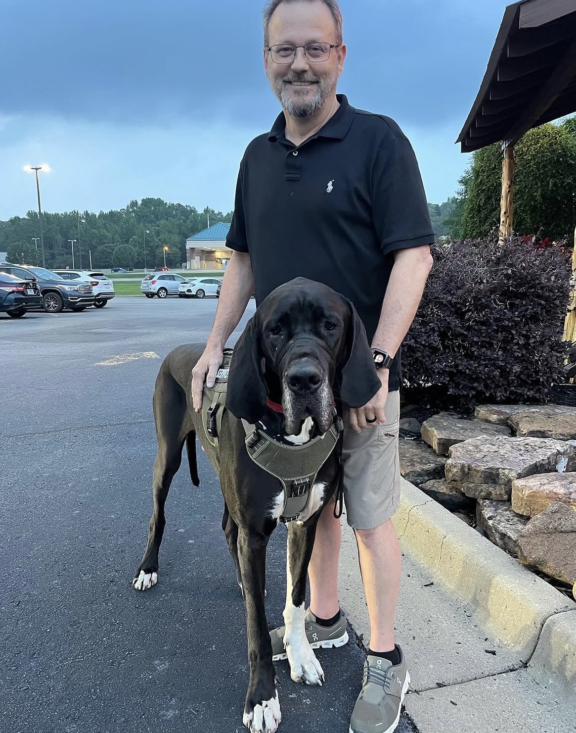A Great Dane Service Dog