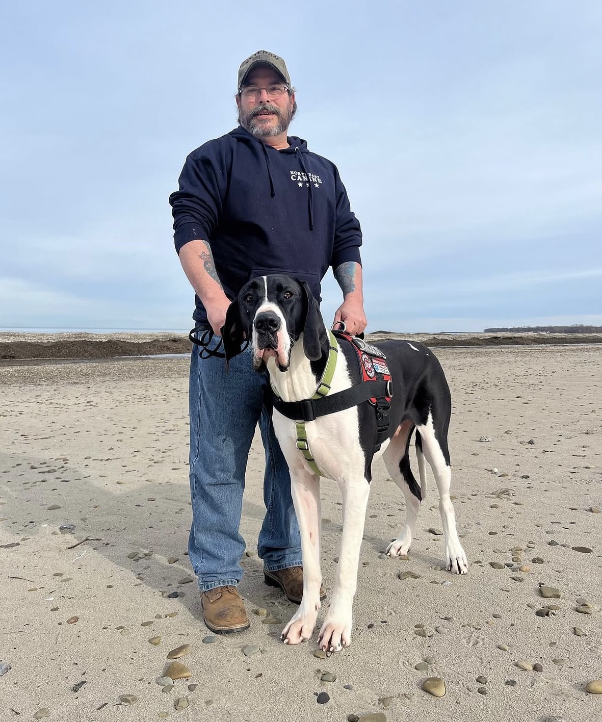 A Great Dane Service Dog