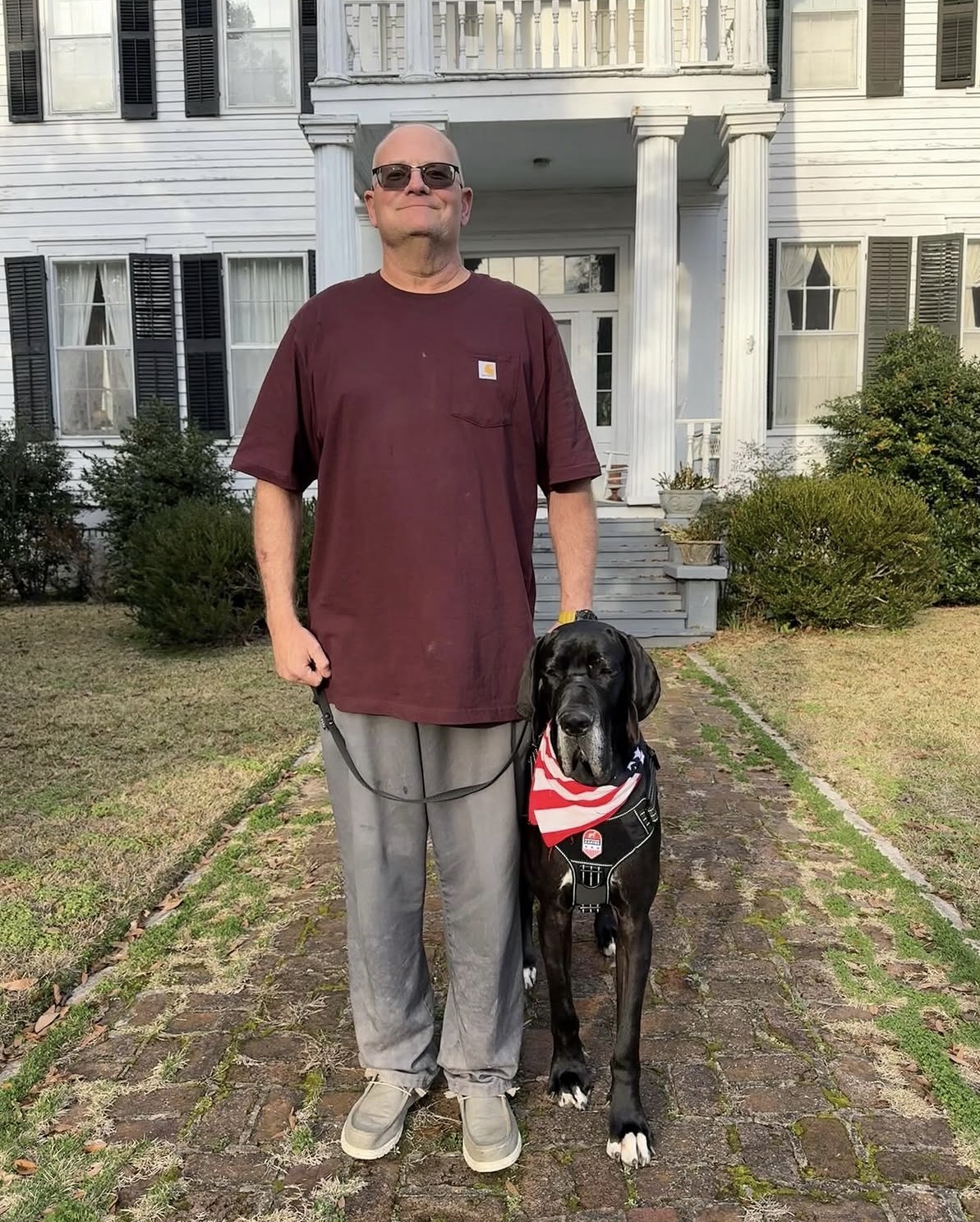 A Great Dane Service Dog