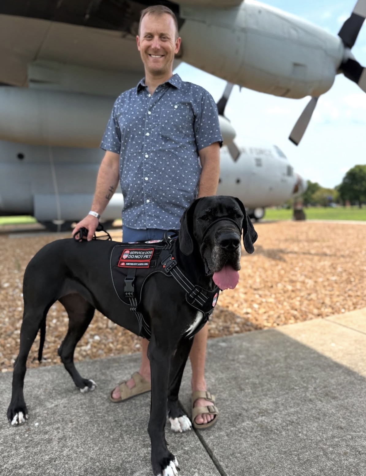 A Great Dane Service Dog