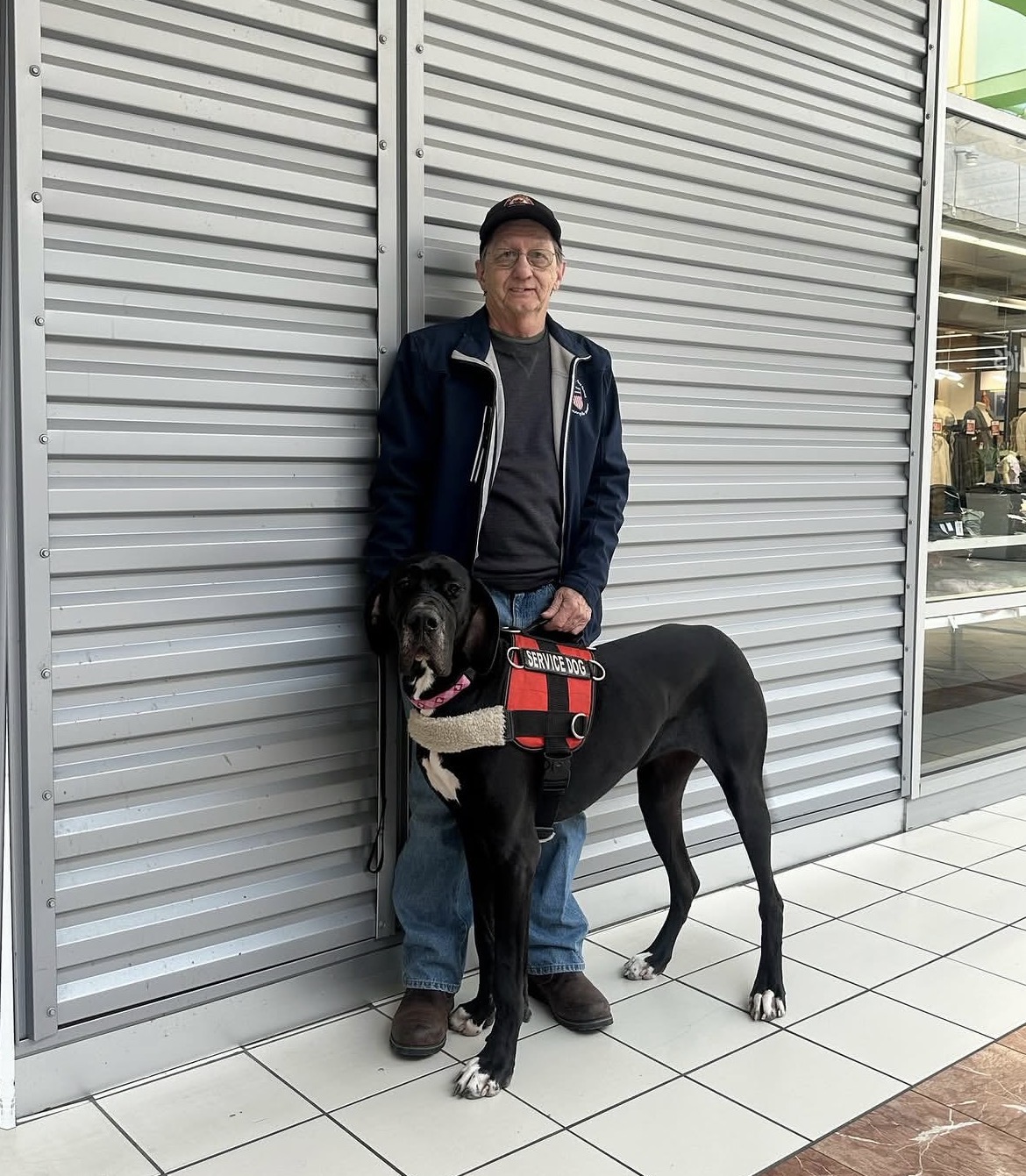 A Great Dane Service Dog