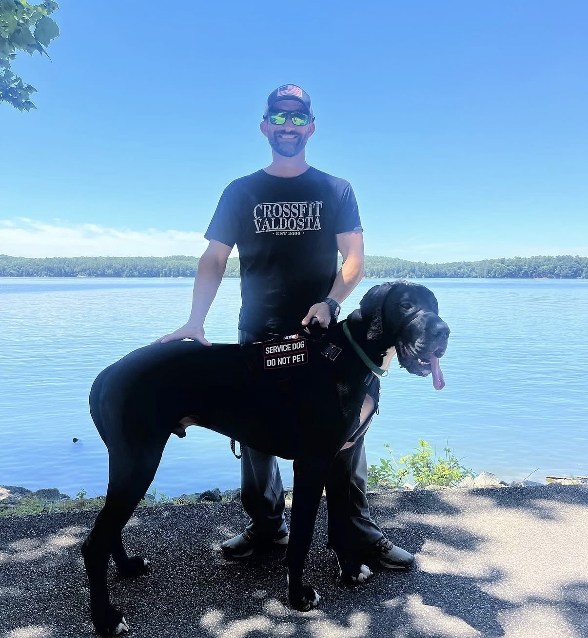 A Great Dane Service Dog