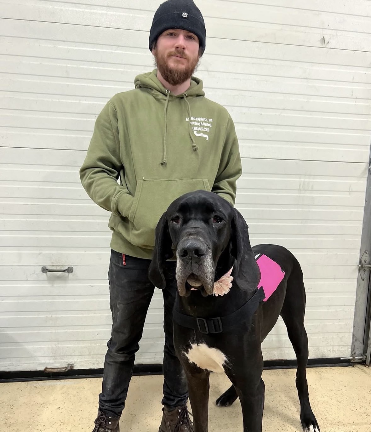 A Great Dane Service Dog