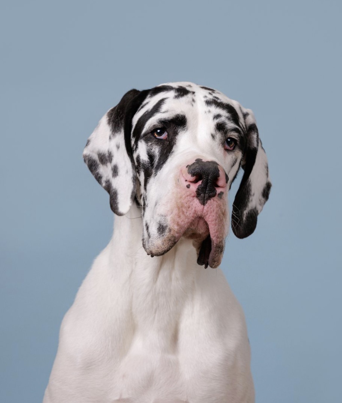A Great Dane Service Dog