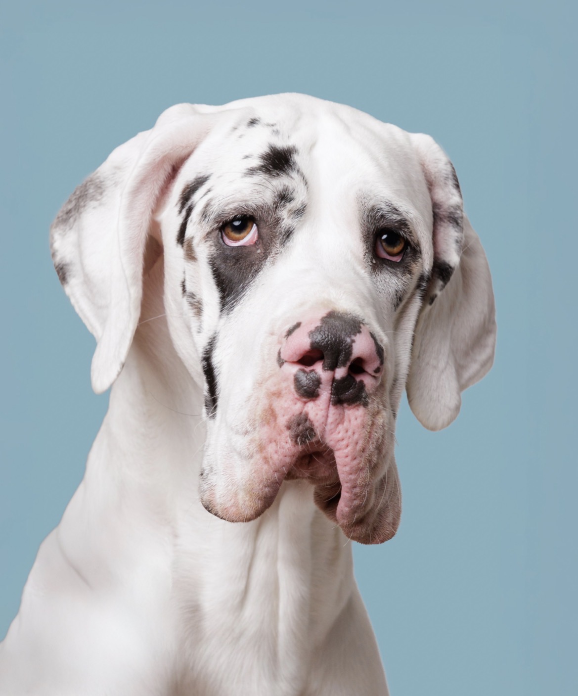 A Great Dane Service Dog