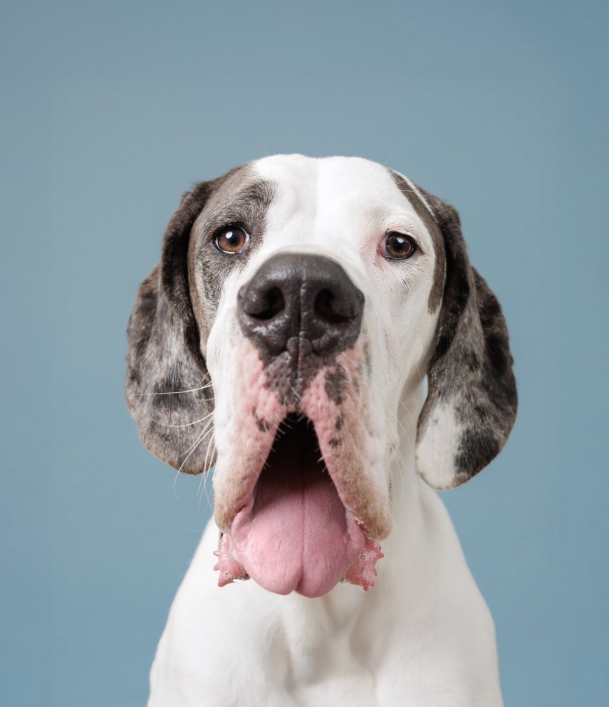 A Great Dane Service Dog