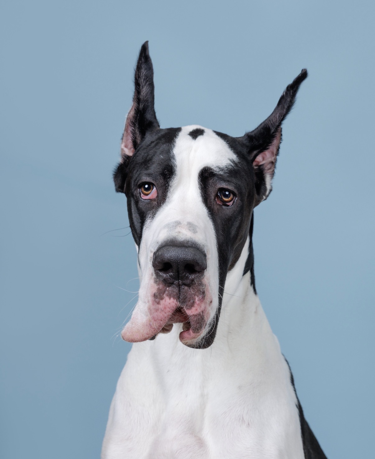 Demo Great Dane Dog
