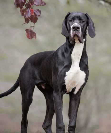 Great Dane Service Dog