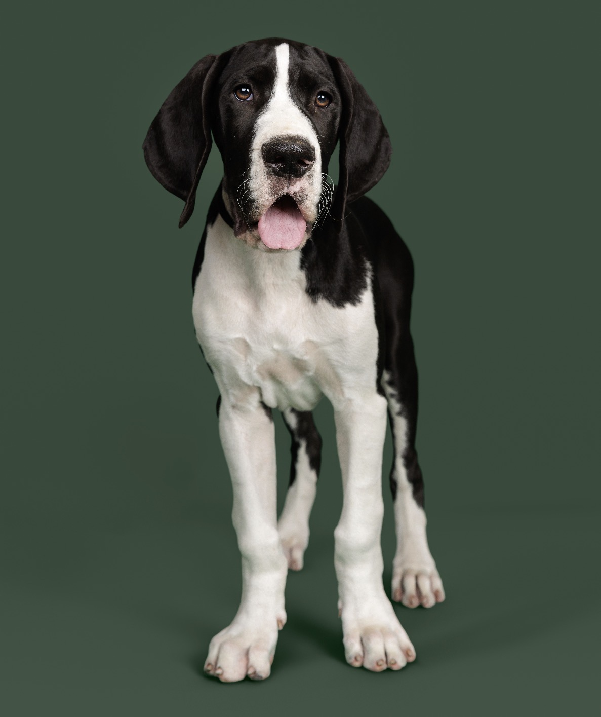 A Great Dane Service Dog
