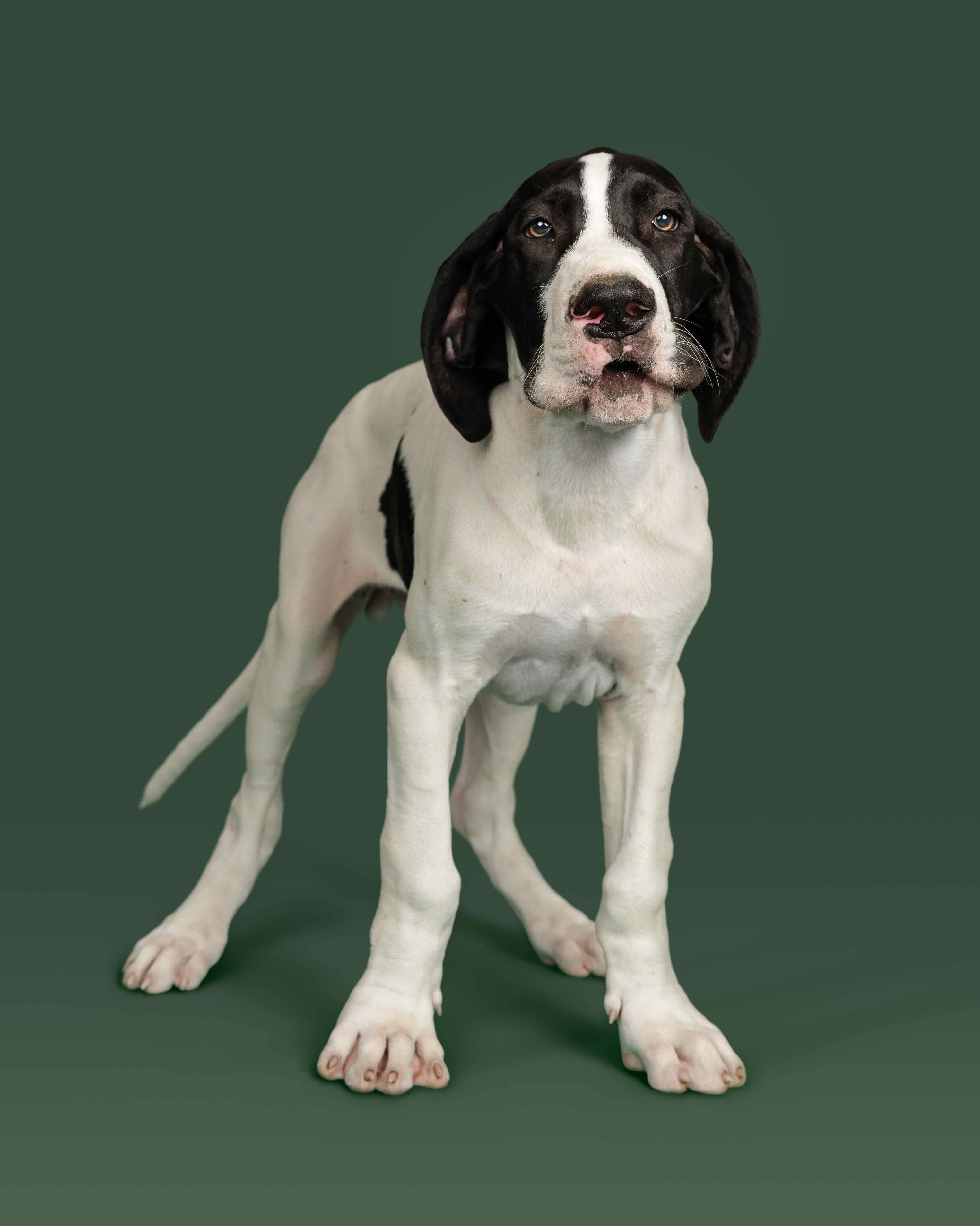 A Great Dane Service Dog