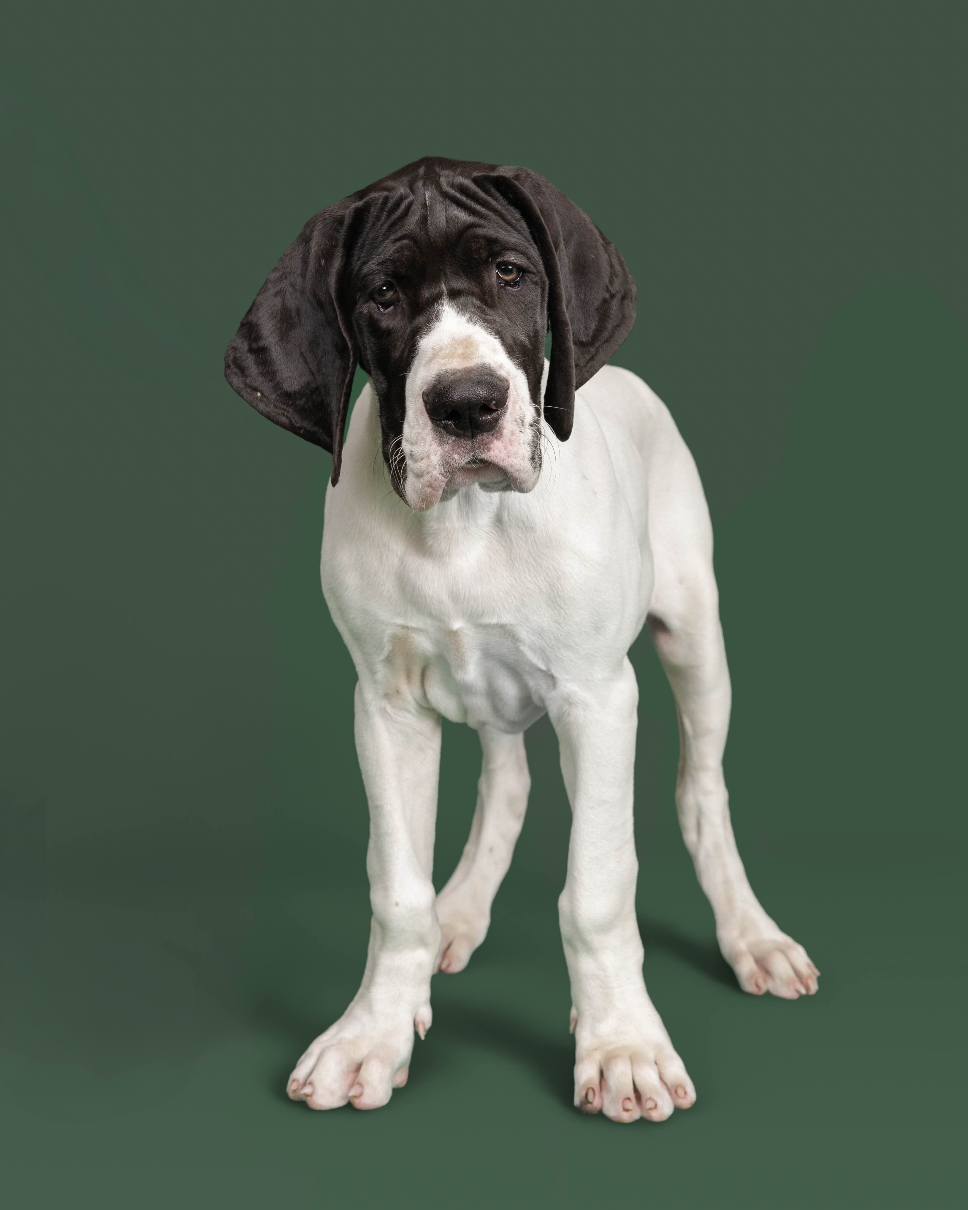 A Great Dane Service Dog
