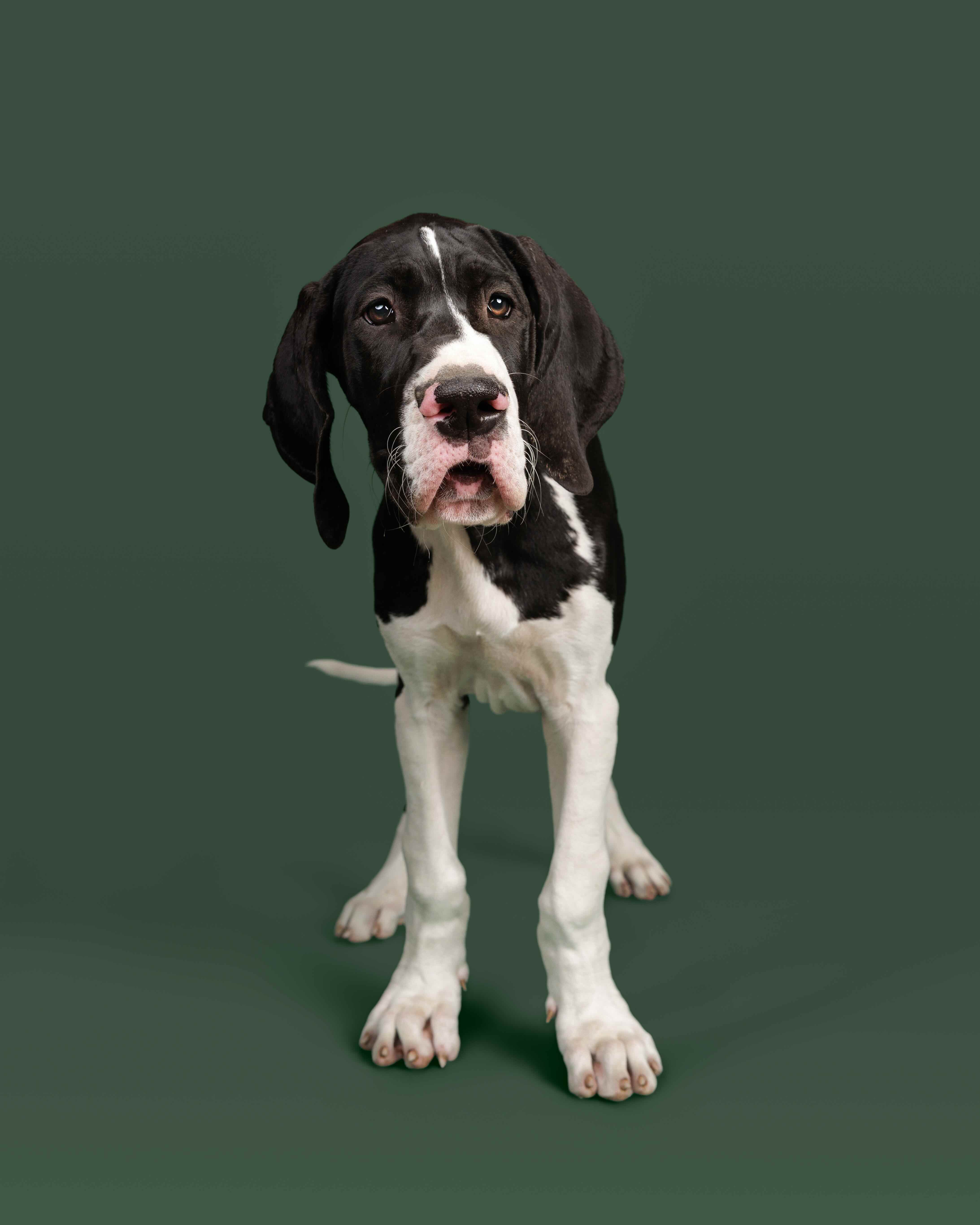 A Great Dane Service Dog