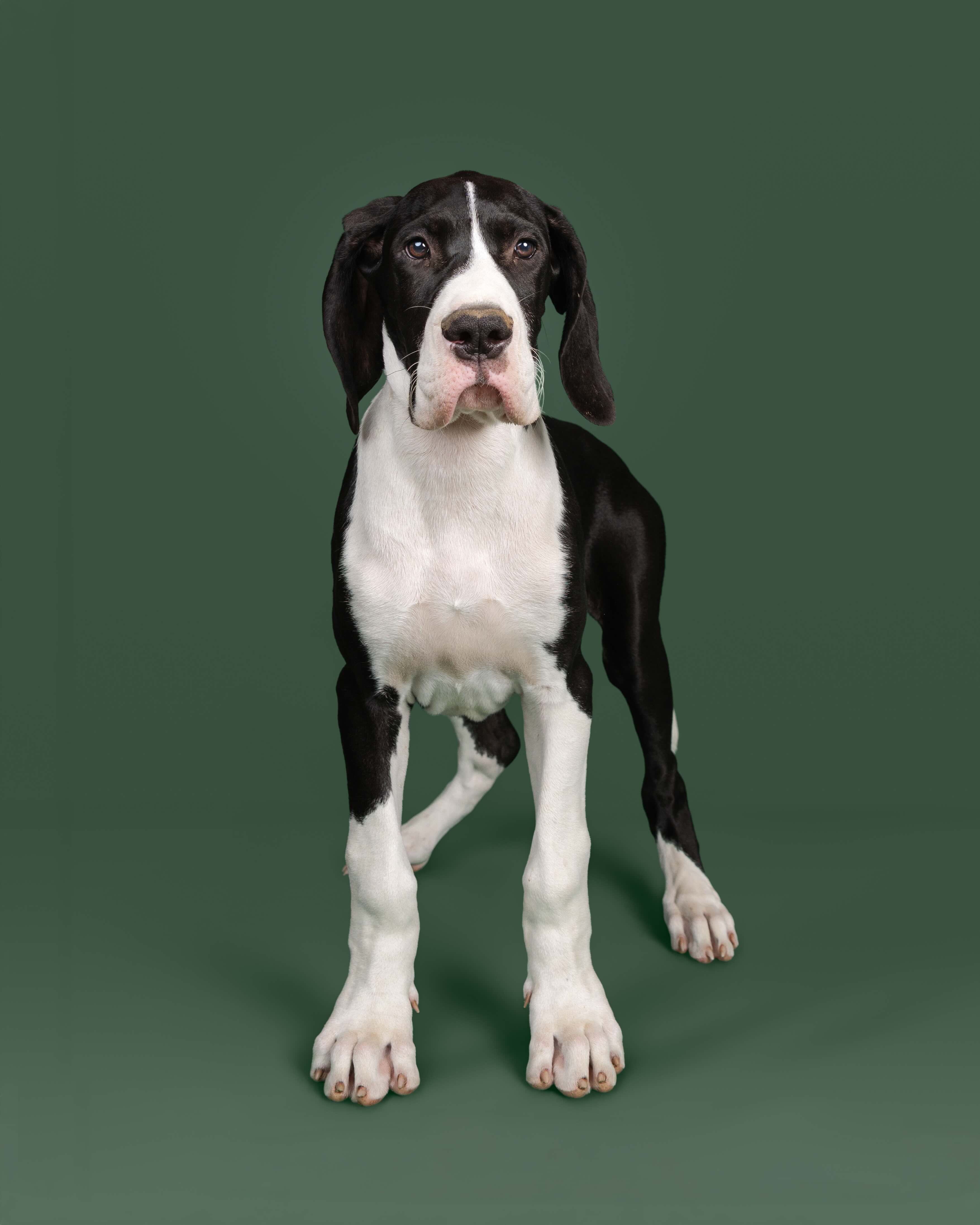 A Great Dane Service Dog