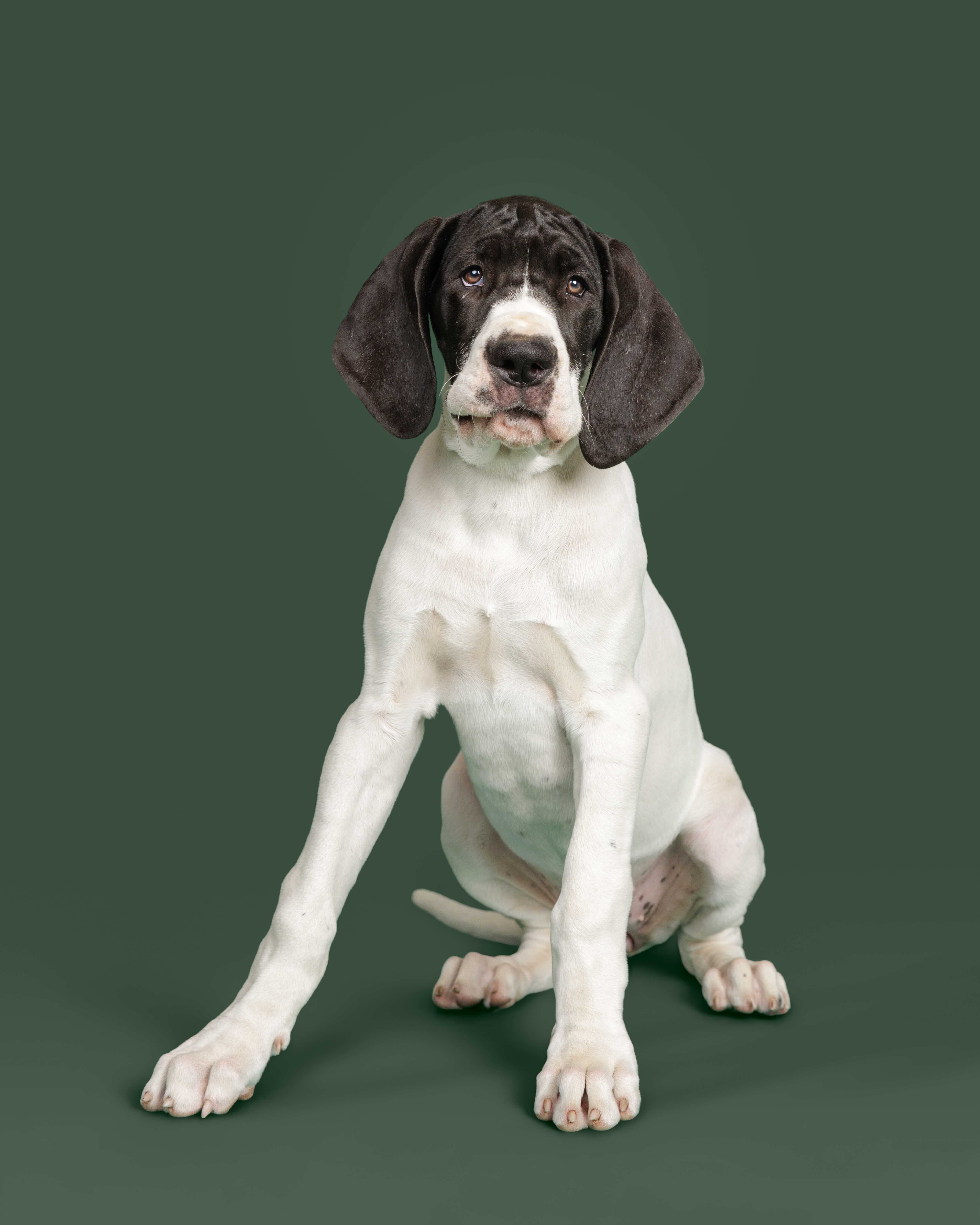 Fergus a Great Dane Service Dog