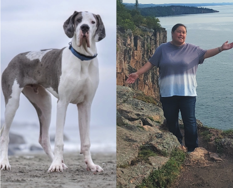 Fergus a Great Dane Service Dog