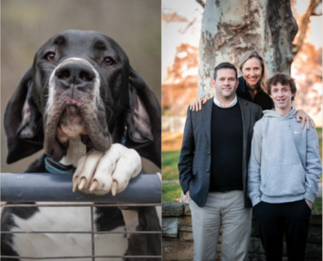 Fergus a Great Dane Service Dog