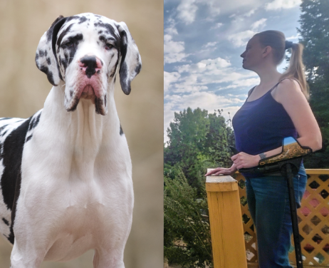 Fergus a Great Dane Service Dog