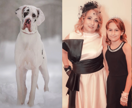 Fergus a Great Dane Service Dog