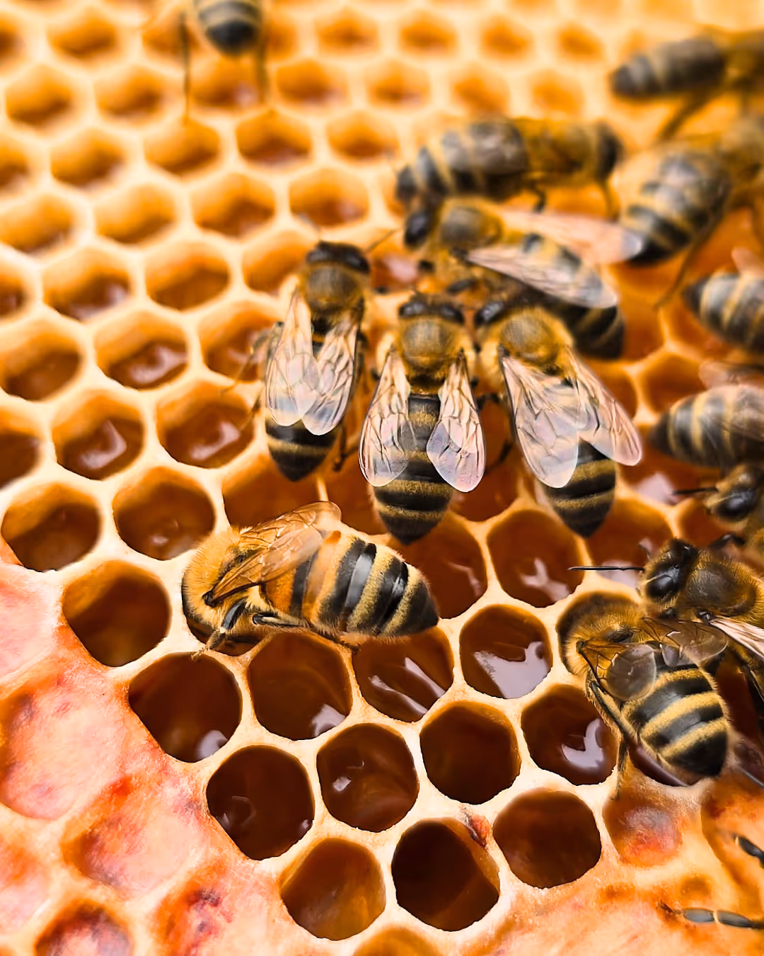 Hôtel éco-responsable à Paris : L’Hôtel Louison donne refuge aux abeilles noires