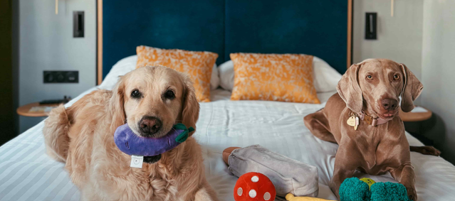 Hôtel pet friendly à Paris : découvrez comment l’Hôtel Louison accueille les chiens et profitez de conseils pour un séjour agréable avec votre animal dans le 6e arrondissement