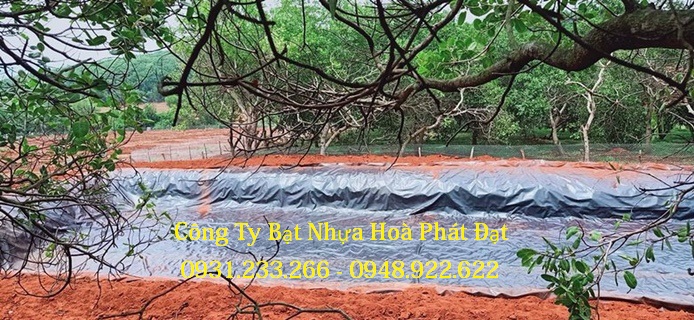 BÁO GIÁ MÀNG PE CHỐNG THẤM TẠI BÌNH DƯƠNG, TP HCM