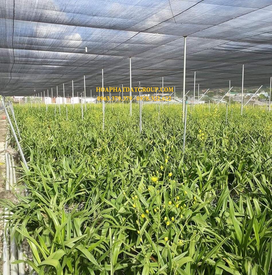 BÁO GIÁ LƯỚI CHE NẮNG THÁI LAN ĐEN TẠI HÀ NỘI - LƯỚI CHE NẮNG HOÀ PHÁT ĐẠT