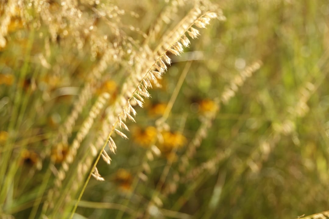 The project resulted in a number of infrastructure improvements and provided substantial site improvements in order to better accommodate overall programmatic and food service needs of the West Campus district.